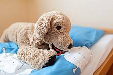 Ein Kuschelhund auf dem Bett